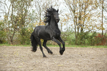 Black friesian stallion galloping on sand in autumn