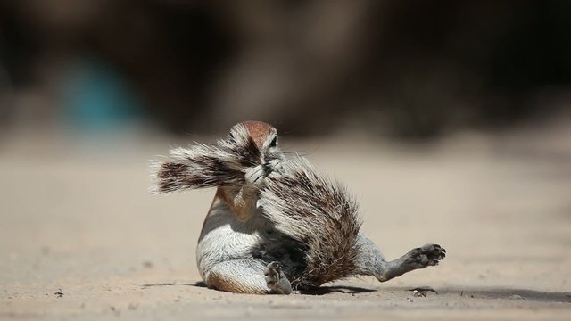 African ground squirrel, Kalahari desert