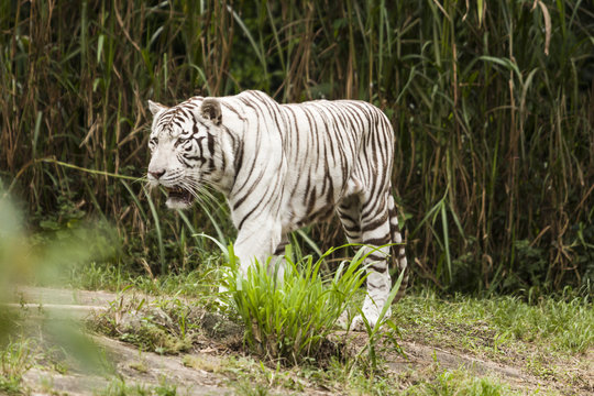 White Bengal Tiger