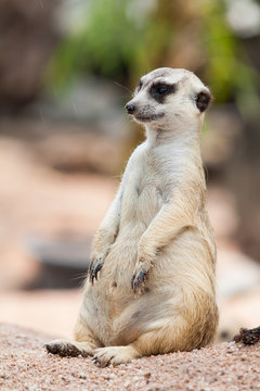Meerkat © DG PhotoStock