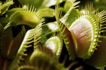 Venus flytrap