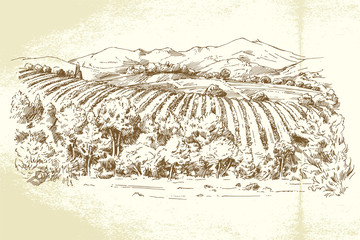 Fototapety  Winnica Francja - ręcznie rysowane ilustracja
