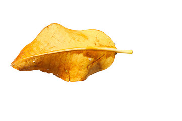 Naklejka premium Leaves