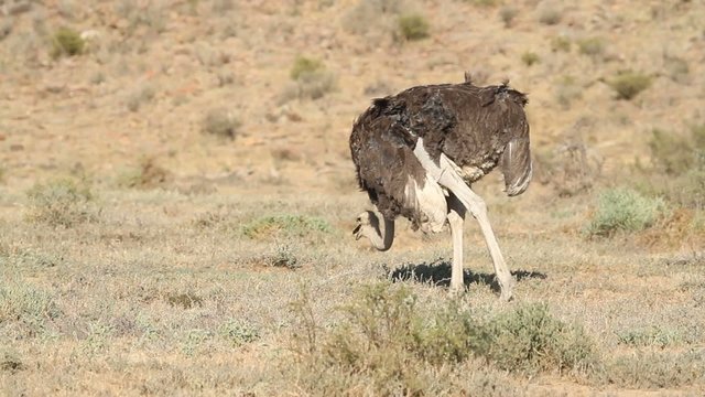 Female ostrich foraging on sparse vegetation