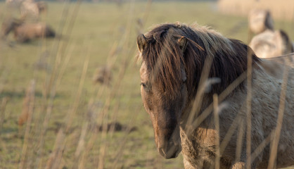 Konik horse in nature in spring © Naj