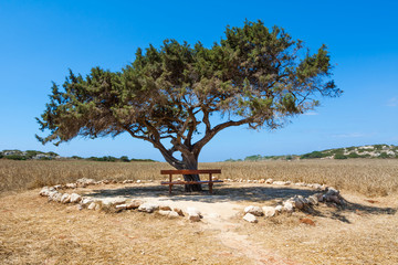 Fototapeta premium wooden bench and alone tree against the sky