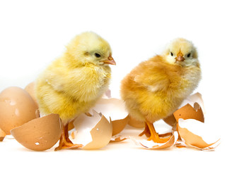 two newborn chickens