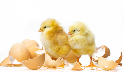 Fototapeta premium two newborn chickens on white background