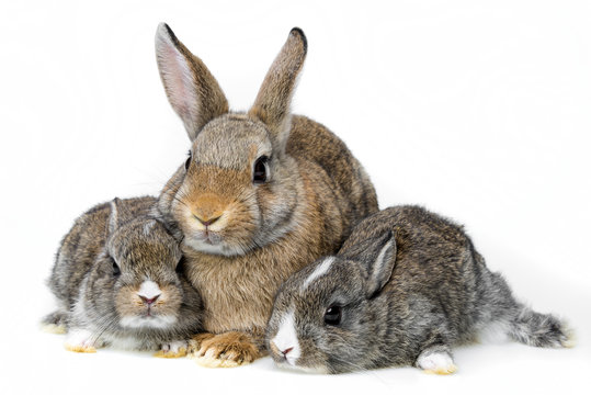 rabbits on white background