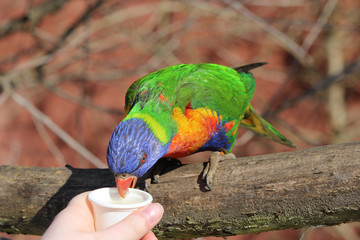 Allfarblori  füttern (Rainbow Lory)