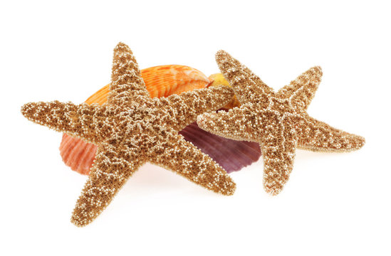 Starfish and seashells isolated