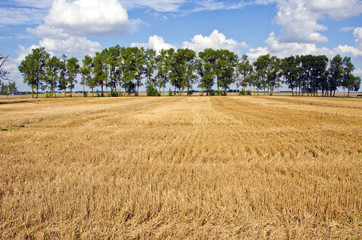 Obraz premium crop field with straw after harvesting