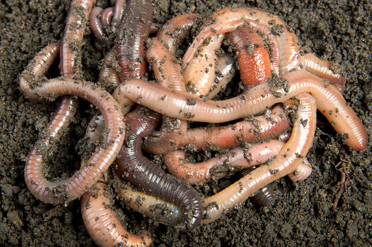 Tangle of earthworms