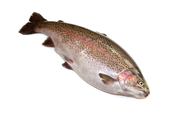 Rainbow trout on a white studio background.