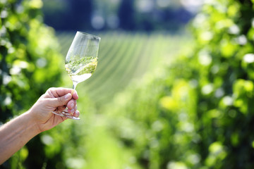Swiveling a glass of white wine, vineyard in the background - obrazy, fototapety, plakaty