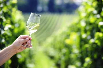 Selbstklebende Fototapete Wein Swiveling a glass of white wine, vineyard in the background