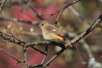 ジョウビタキの雌