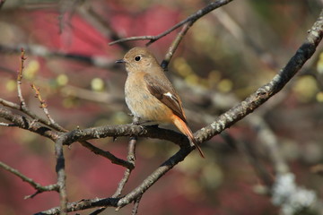 ジョウビタキの雌