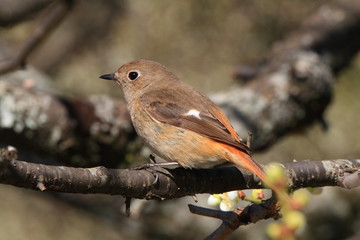 ジョウビタキの雌