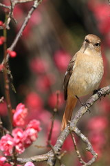 ジョウビタキの雌と梅の花