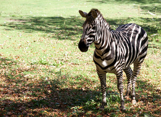 Zebra in the wild nature of the reserve.