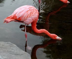 Red American Flamingo.