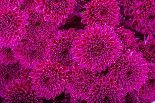 Chrysanthemum