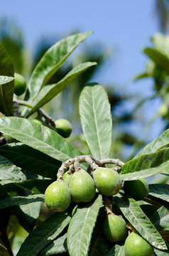 Musmula, medlar