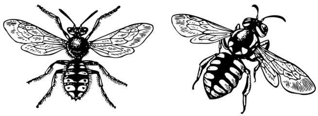 Anthidium manicatum