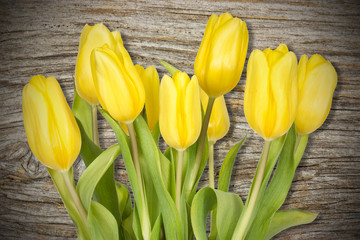 Tulips on the wooden wall background