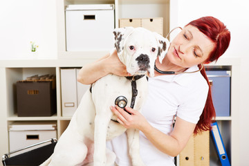 Tierärztin hört Hund mit Stethoskop ab