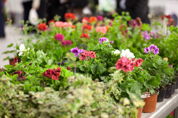 Fototapeta na wymiar flower market