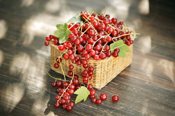 Red currant