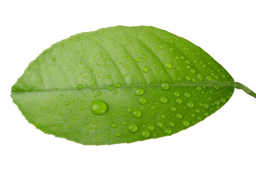 Fototapeta na wymiar green leaf with dew drops