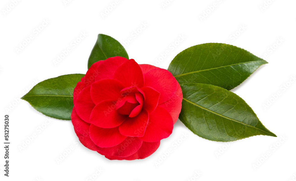 Sticker camellia flower