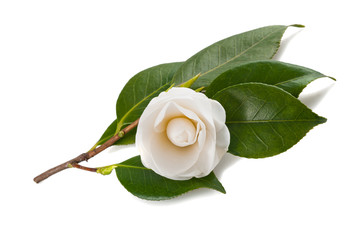 White camellia