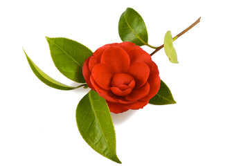 camellia flower