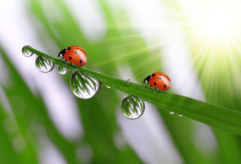 dew and ladybugs