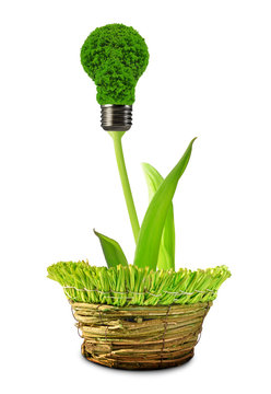 eco energy bulb in pot isolated on white