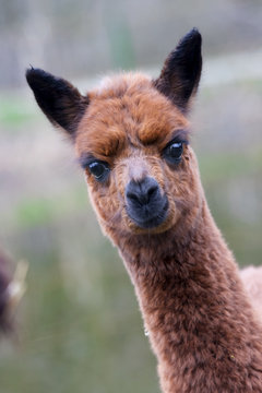 Alpaca (Vicugna pacos or Lama pacos) baby