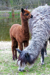 Fototapeta premium Alpaca (Vicugna pacos or Lama pacos) baby