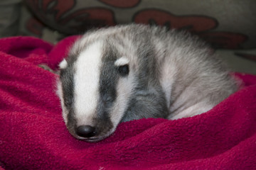 Sleeping orphaned badger (Meles meles) baby © belizar