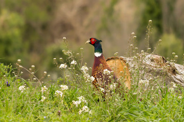 pheasant