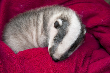 Sleeping orphaned badger (Meles meles) baby