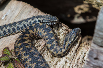 2 Adder Snakes