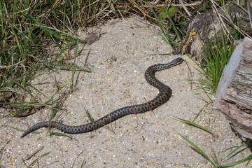 Adder Snake
