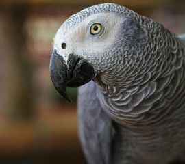African grey parrot