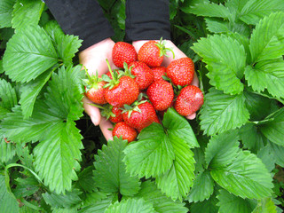 Palms full of strawberries