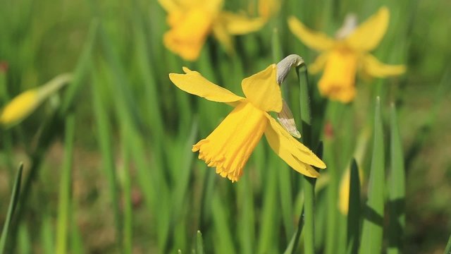Daffodil flower close-up