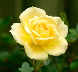 Yellow Rose